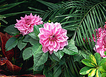 PORONO日本：成人網(wǎng)站崛起，全球用戶熱捧！