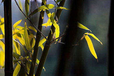 45歲沈陽阿姨叫真好聽：沈陽阿姨游戲圈走紅，名字成獨特標(biāo)簽-1