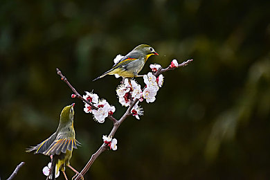 唐三插曲比比東不來不亦樂乎NBA,NBA缺席奇觀，籃球文化引關(guān)注