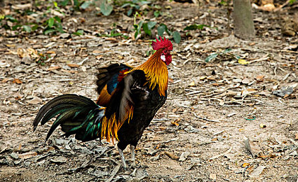 chinese露臉videos嫖妓：名流嫖娼視頻，道德底線在哪？-1