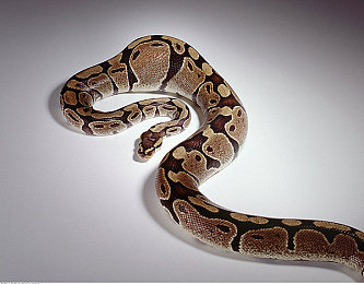 99色熱：家居新寵，色彩盛宴-2