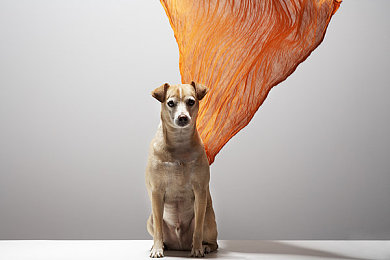 1995年意大利版泰山：泰山傳奇，非洲探險之旅