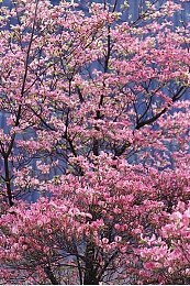 DD4破解免費(fèi)版：破解利器，免費(fèi)暢玩-1