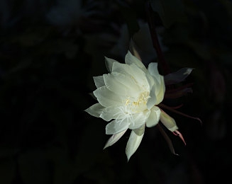 3D美女被怪物暴躁高潮：沉浸式奇幻冒險(xiǎn)，情感互動(dòng)新體驗(yàn)