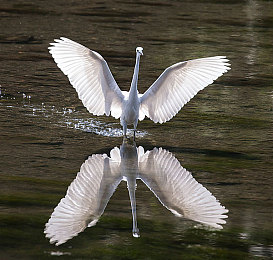 XXNX23 日本：科技新寵，XXNX23驚艷登場-2