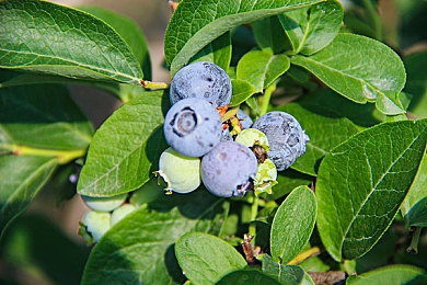 csgo暴躁少女實戰(zhàn)cs：電競女神“暴躁少女”：逆風翻盤，誰是下一個冠軍？-1