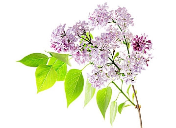 100款流盲軟件免費(fèi)下載：百款神器免費(fèi)領(lǐng)，手機(jī)生活大不同-2