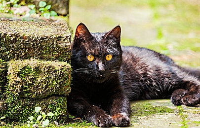 AV軟件下載：娛樂軟件下載，安全指南揭秘-2