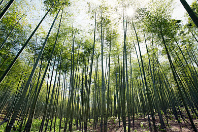 3bXXXx動漫XXXx魅魔：魅魔角色揭秘：動漫界的璀璨之星-1