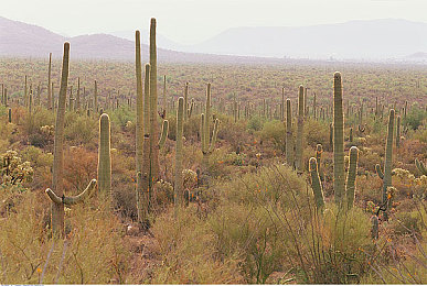 日本少婦春藥按摩5-5,神秘村落探險(xiǎn)，春藥按摩新體驗(yàn)-3