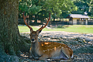 ass張柏芝裸體aiPCSH：AI造星引爭(zhēng)議，張柏芝形象再掀波瀾-1