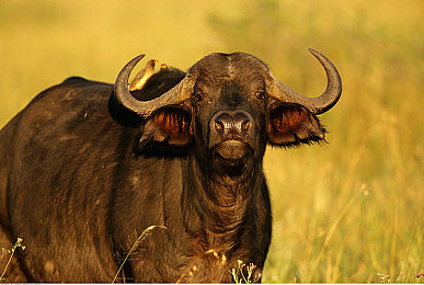 99r熱：新游上市：99元暢玩，奇幻冒險等你來-2