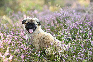 DD4破解免費(fèi)版：破解利器，免費(fèi)暢玩-2