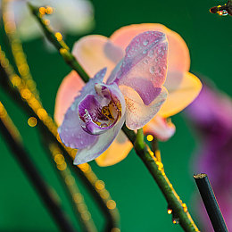 老頭猛吸女大學(xué)奶頭,奶頭守護(hù)者:神秘玩家崛起-2