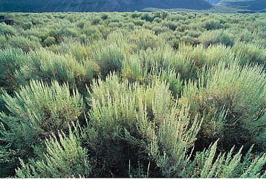 69樂園成功日記樂園成功故事：創(chuàng)新樂園崛起，用戶狂歡記-3