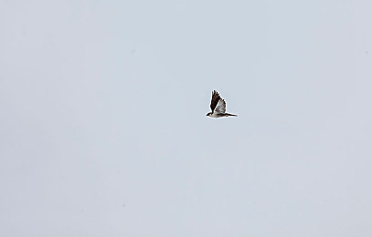 99視頻熱：短視頻新貴，99視頻熱引領(lǐng)潮流-2