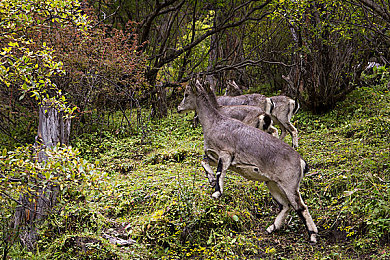 99re這里有：神秘大陸冒險記，游戲新體驗-2