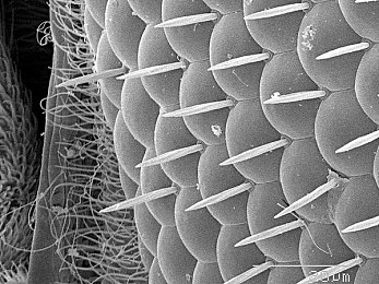 7277.TV艷女：網(wǎng)紅艷女7277TV走紅，才藝驚人-2