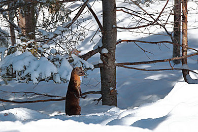 404禁用軟件:揭秘“404禁用軟件”:隱私與安全危機(jī)-2