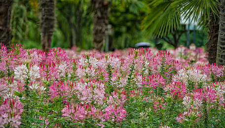 91草莓櫻桃絲瓜綠巨人秋葵榴蓮：健康美味新選擇，組合食材走紅-1