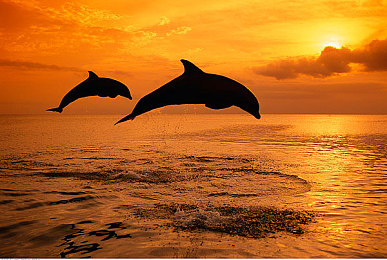 csgo暴躁妹妹值得培養(yǎng)的裝備：CS：GO暴躁妹妹秘籍曝光