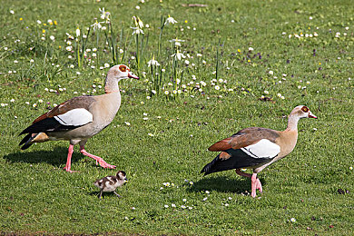 4438全國(guó)最大：巨頭崛起，創(chuàng)新領(lǐng)航-2