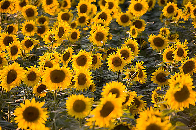 juliaann激情辦公室：獨(dú)特辦公空間，企業(yè)魅力四溢-3