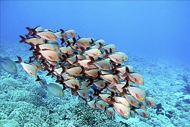 4438 2亞洲最大成人網(wǎng):亞洲成人網(wǎng)站:創(chuàng)新服務(wù)吸粉無數(shù)-5