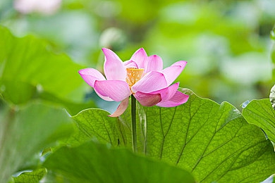 99re這里有：神秘大陸冒險記，游戲新體驗-4