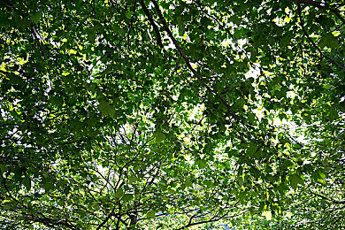 8x8海外華為永久更新內(nèi)容：華為8x8更新，通訊體驗升級-3