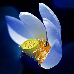 JuliaAnn戰(zhàn)黑人：勇敢女孩挑戰(zhàn)歧視，促種族平等-4