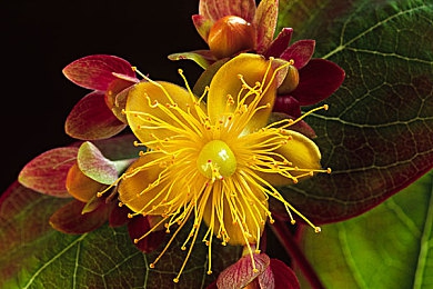 oppo3.0.3每天無限次破解版大全：破解版手機(jī)系統(tǒng)揭秘，體驗(yàn)無限次解鎖！-3