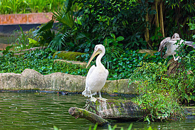 成人的世界一個就夠了,都市白領(lǐng)的減壓秘籍，輕松游戲體驗寧靜時光-3