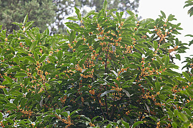 9i免費(fèi)版瀏覽器免費(fèi)：游戲利器免費(fèi)送，體驗(yàn)飛一般速度-2