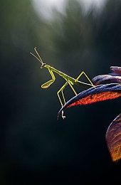 QQ傳媒：媒界新寵，QQ傳媒魅力揭秘-1