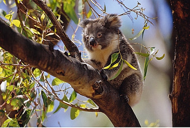 唐三抽曲比比東不亦樂乎NBA,籃球新星唐三，NBA賽場展風(fēng)采-2