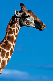 99熱這里只：都市小巷里，美食秘境等你來發(fā)現(xiàn)-2