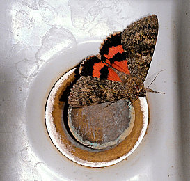 GOGOGO高清直播：高清直播新寵，體驗(yàn)非凡！-4