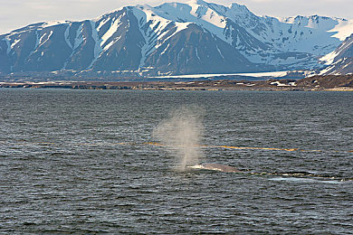 成人的世界一個就夠了,都市白領(lǐng)的減壓秘籍，輕松游戲體驗寧靜時光-4