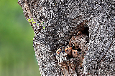 Melody女超人滿(mǎn)天星版,星空女超人潮品驚艷登場(chǎng)-1