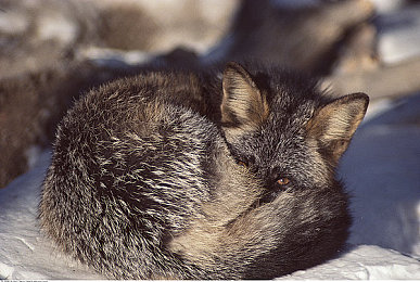 2018國產(chǎn)精品：國產(chǎn)精品游戲崛起，魅力全球矚目-3