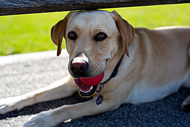 99熱只有這里有精品：揭秘“99熱”：海量精品，用戶為之瘋狂-2