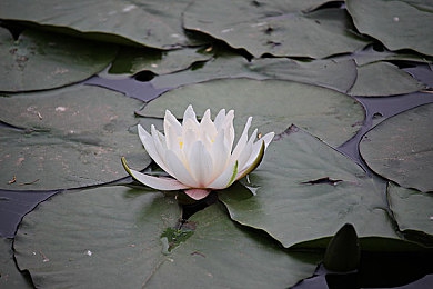 Xzl仙蹤林國精產(chǎn)品：草本養(yǎng)生新寵，仙蹤林國精揭秘-2