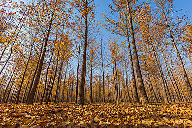 2023黃色軟件下載:揭秘2023:安全下載神器攻略-4