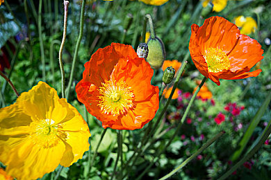 100種流氓軟件:揭秘:游戲內(nèi)潛藏的100種“隱形陷阱”-4